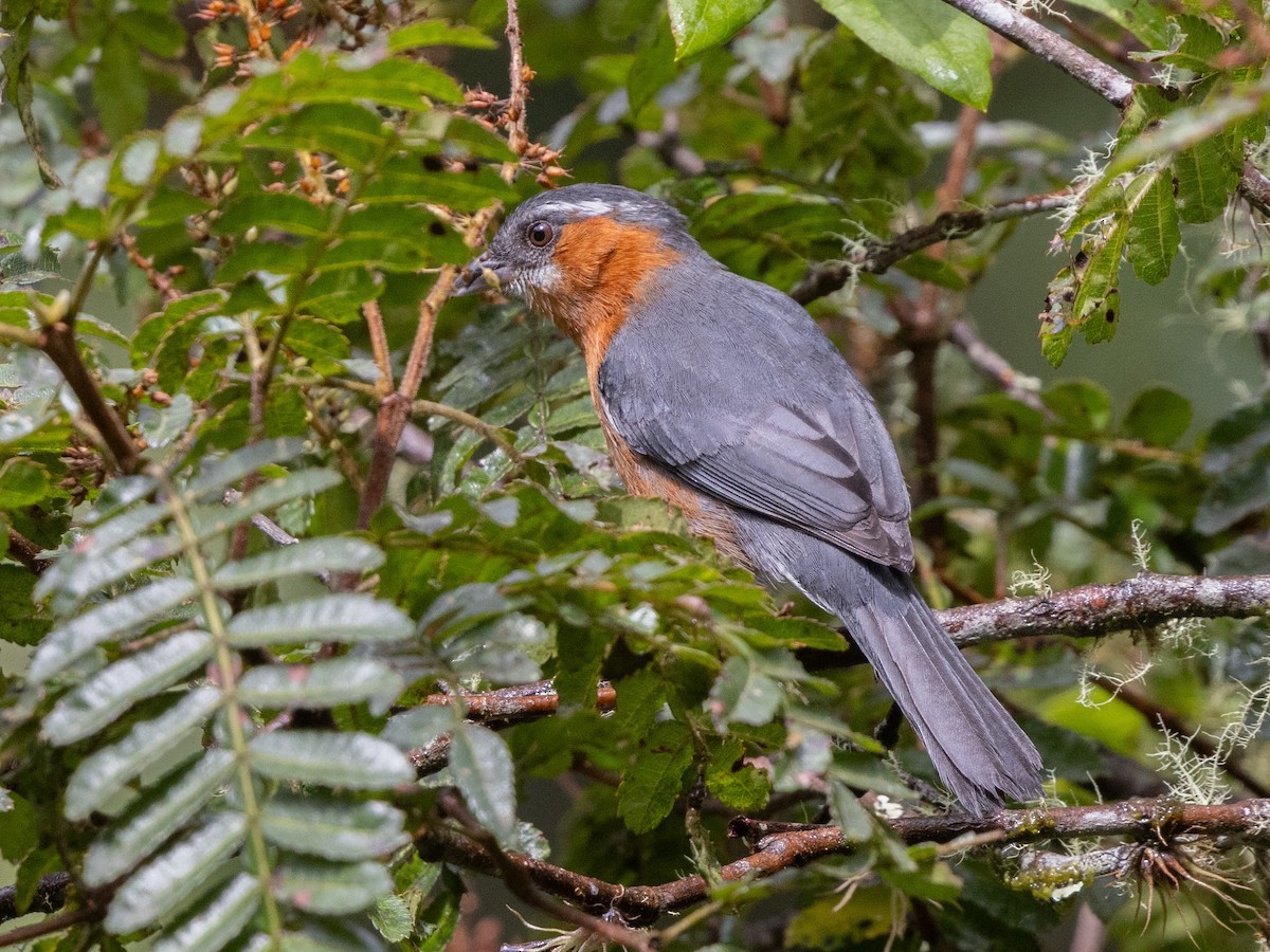 Slaty Tanager - ML643593981