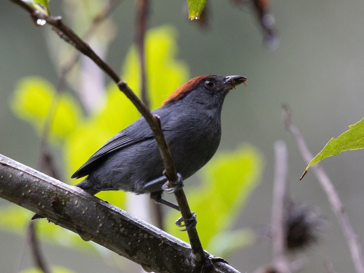 Slaty Tanager - ML643593982