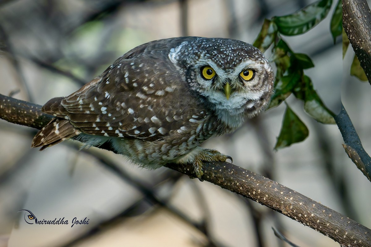 Spotted Owlet - ML643593985