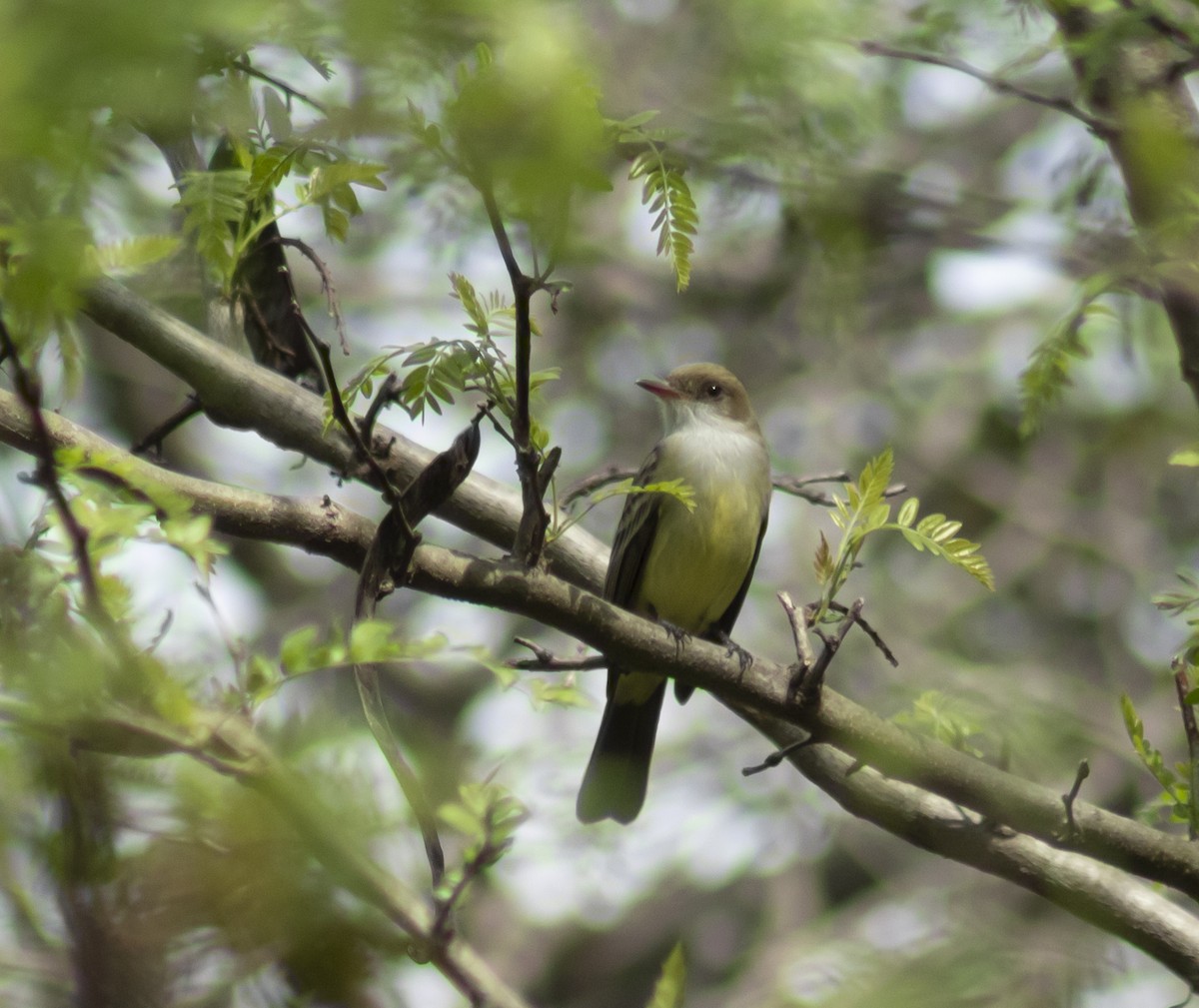 Swainson's Flycatcher - ML643593997