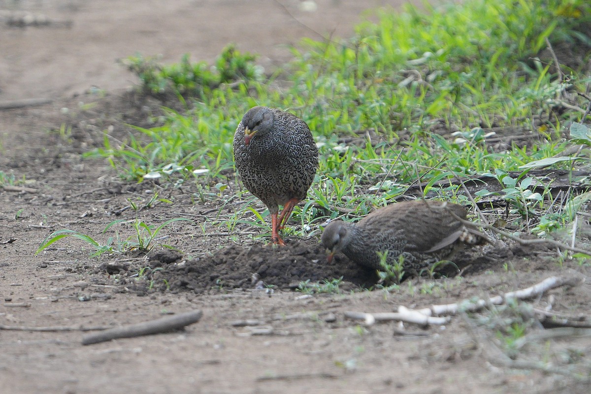 Natal Spurfowl - ML643594004