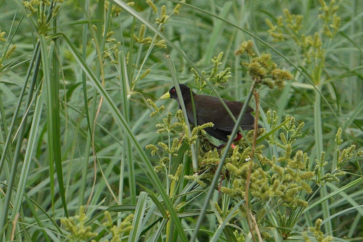 Black Crake - ML643594008