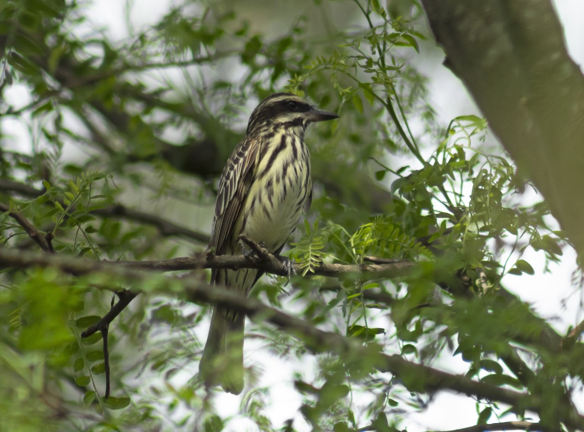 Streaked Flycatcher - ML643594014