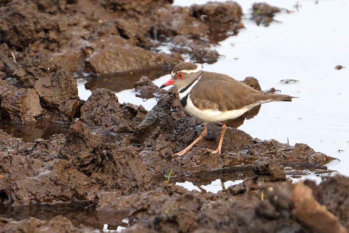Three-banded Plover - ML643594018