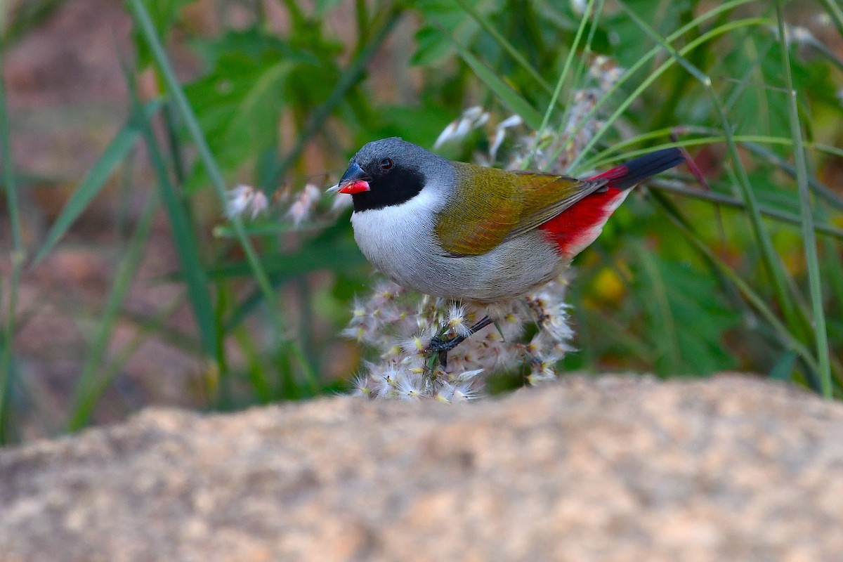 Swee Waxbill - ML643594035