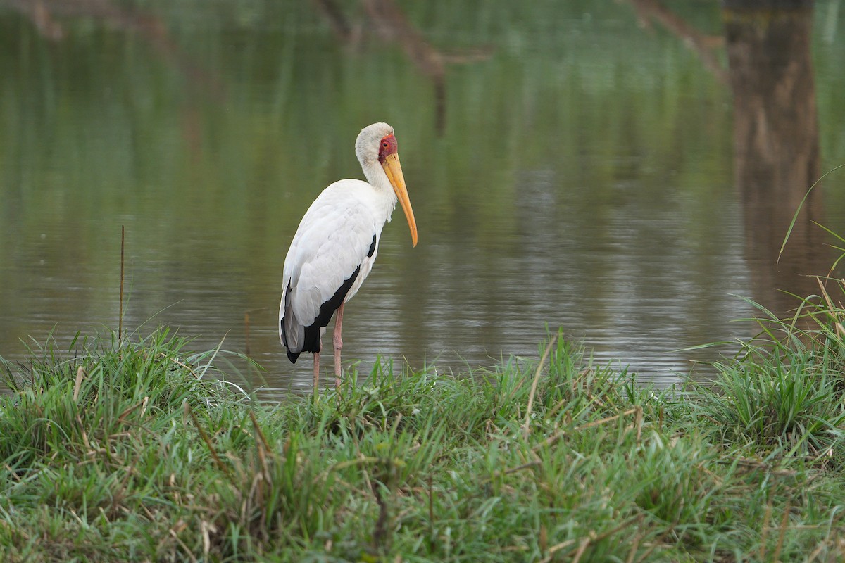 Yellow-billed Stork - ML643594055