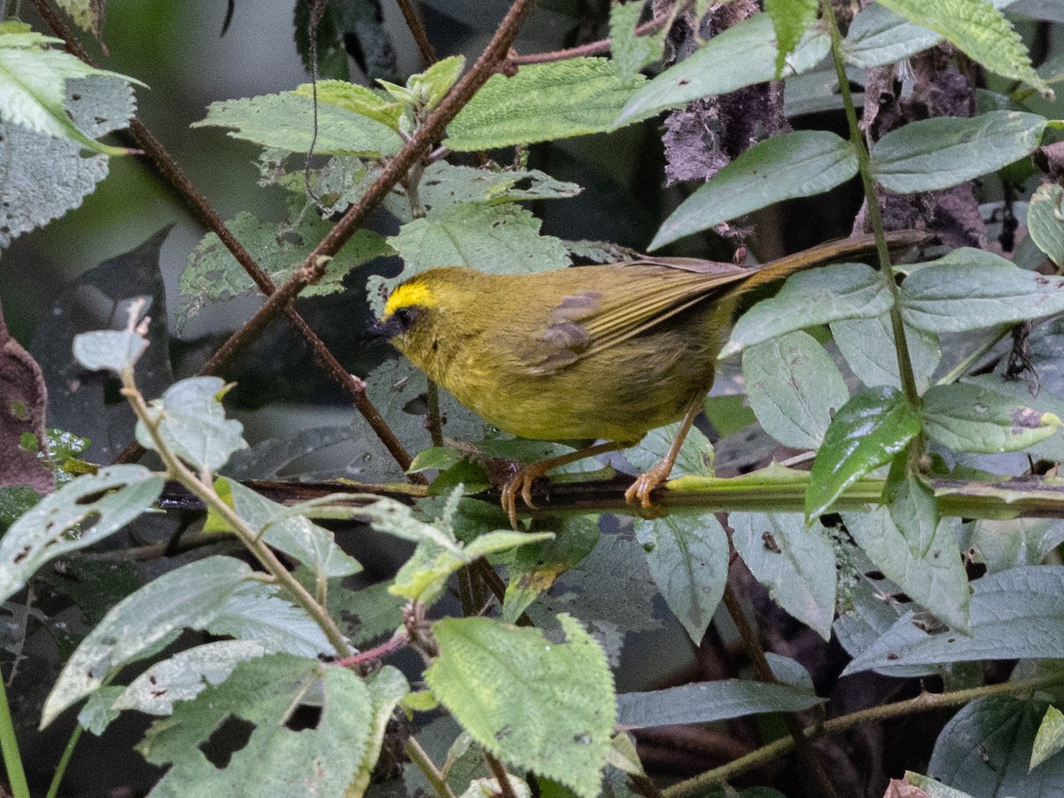 Citrine Warbler - ML643594069