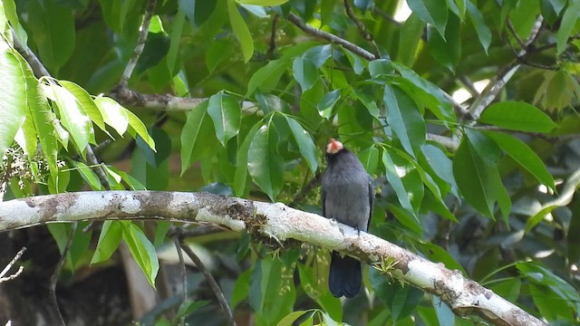 White-fronted Nunbird (White-fronted) - ML643594070