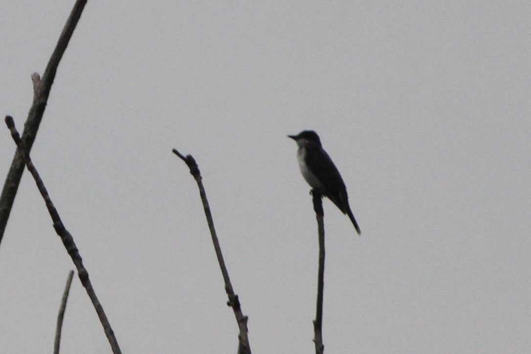 Eastern Kingbird - ML643594074
