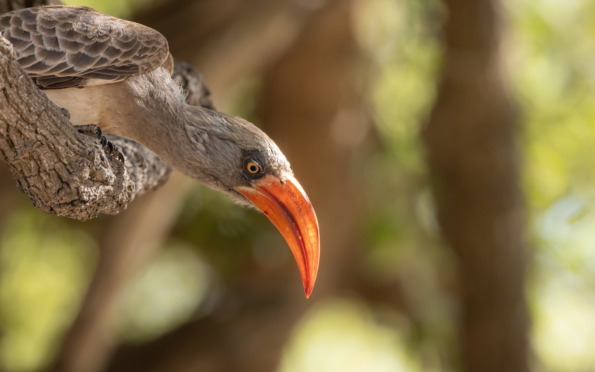 Bradfield's Hornbill - ML643594081