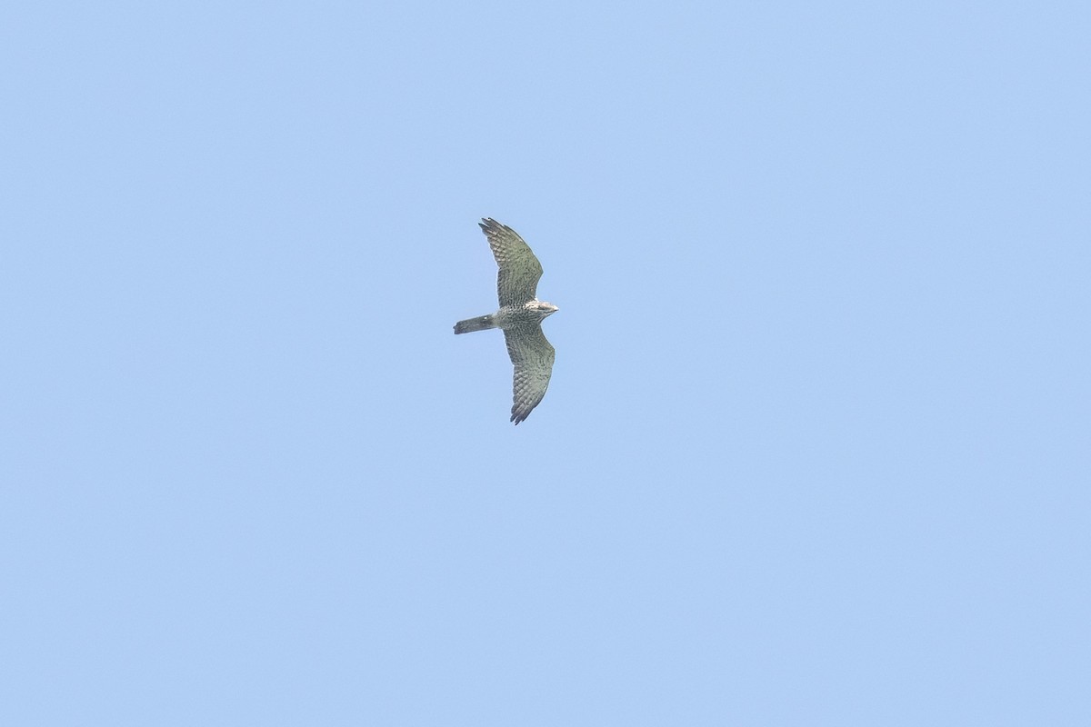灰面鵟鷹 - ML643594089
