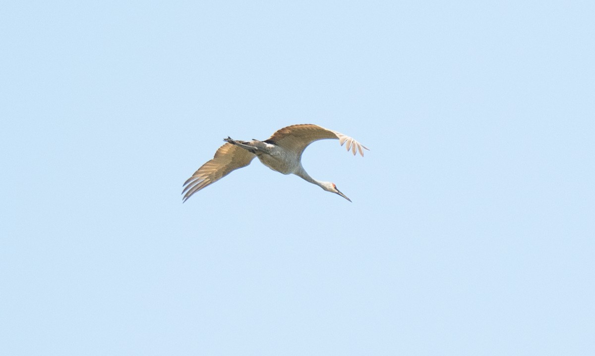 Sandhill Crane - ML643594093
