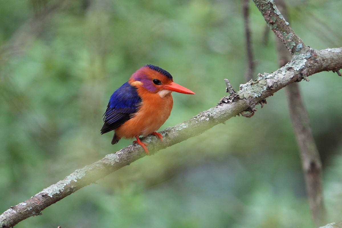 African Pygmy Kingfisher - ML643594105