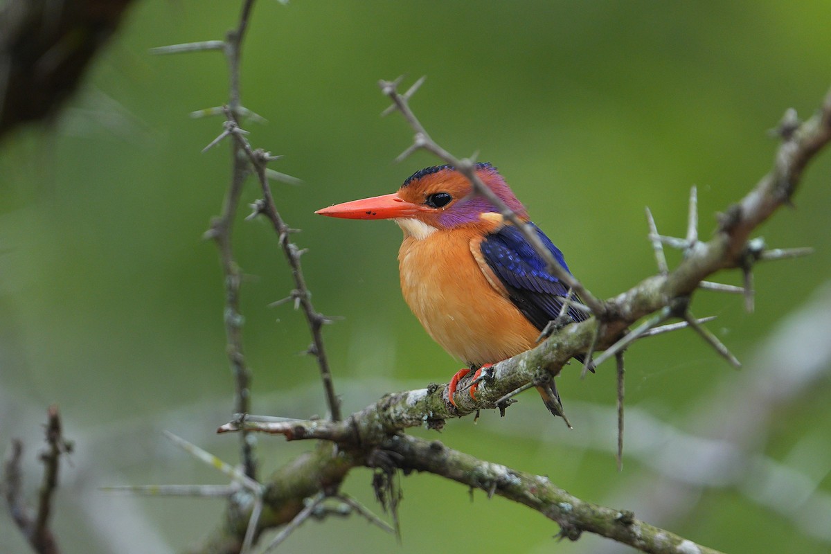 African Pygmy Kingfisher - ML643594107