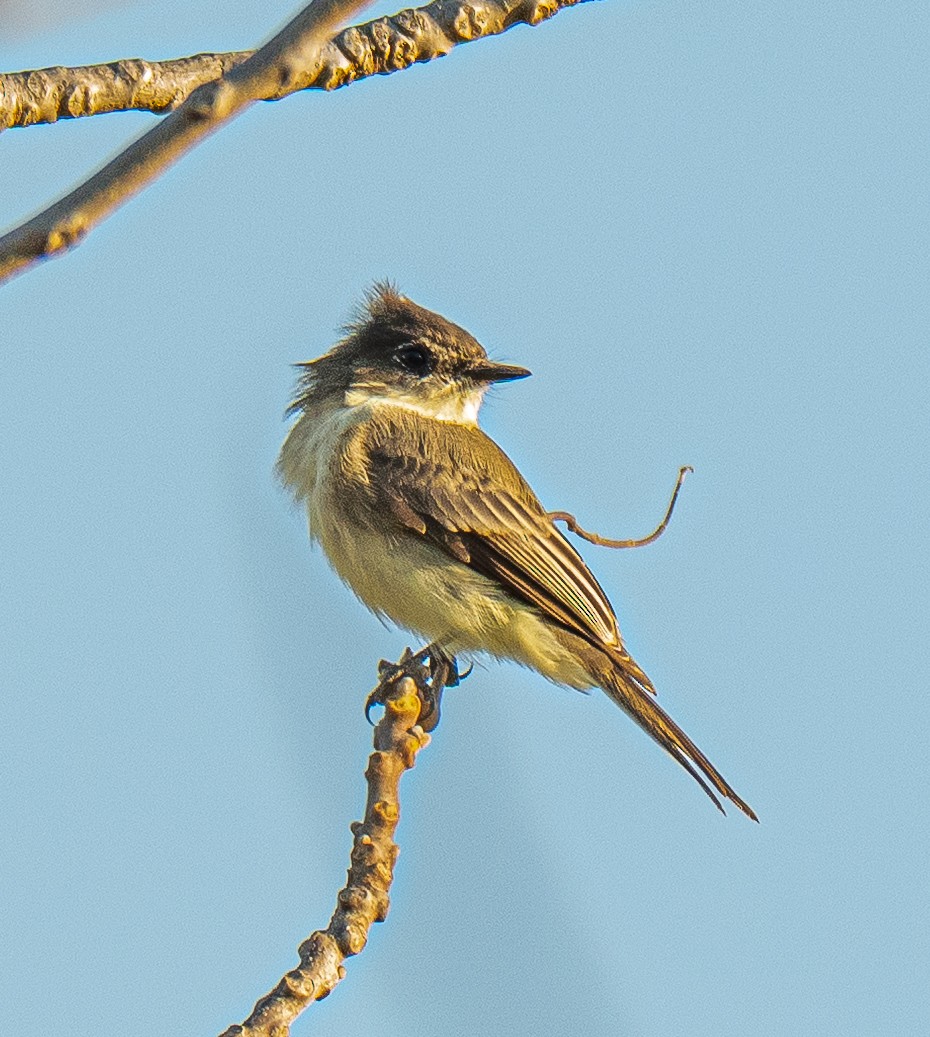 Eastern Phoebe - ML643594111