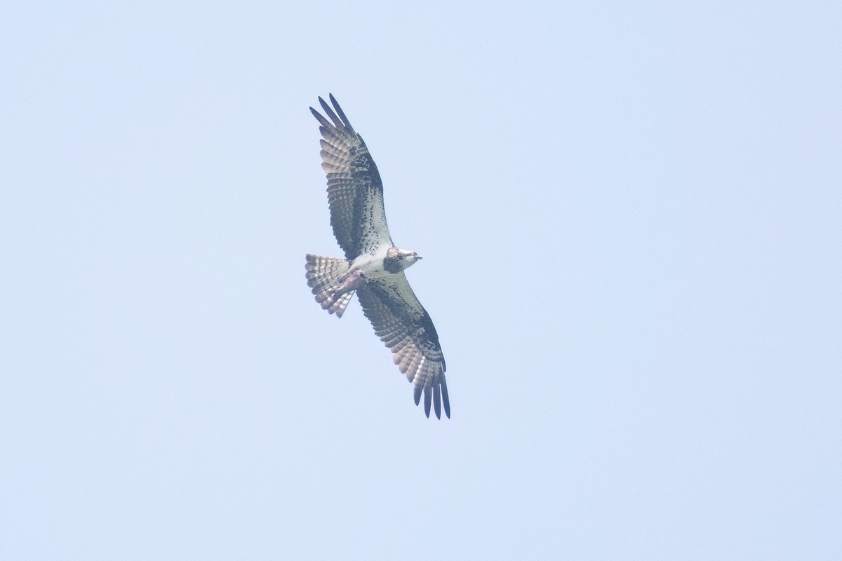 魚鷹 - ML643594118