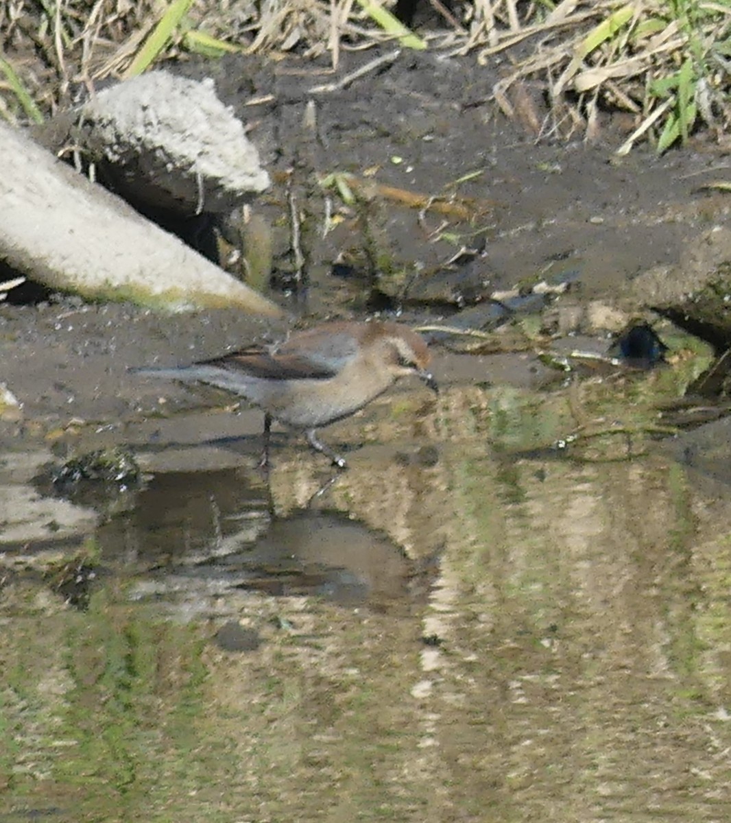 kanadatrupial - ML643594128
