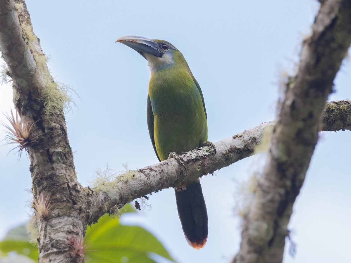 Blue-banded Toucanet - ML643594137