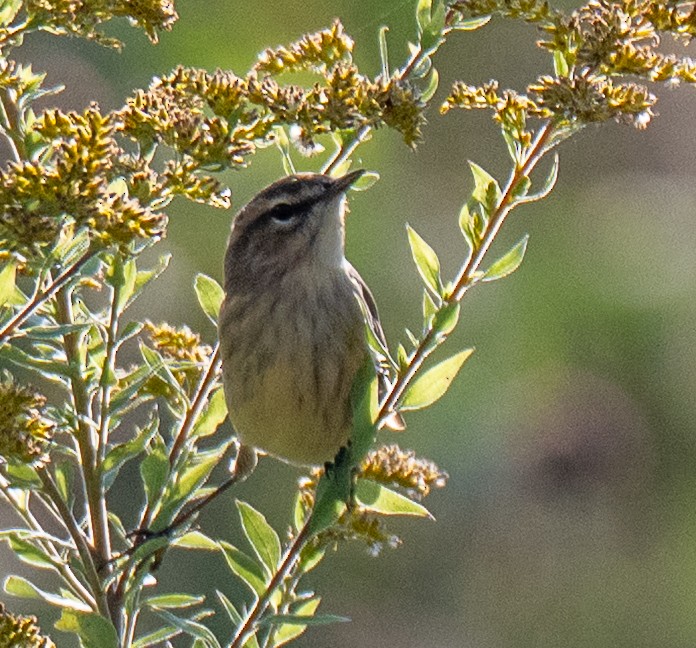 Palm Warbler - ML643594144