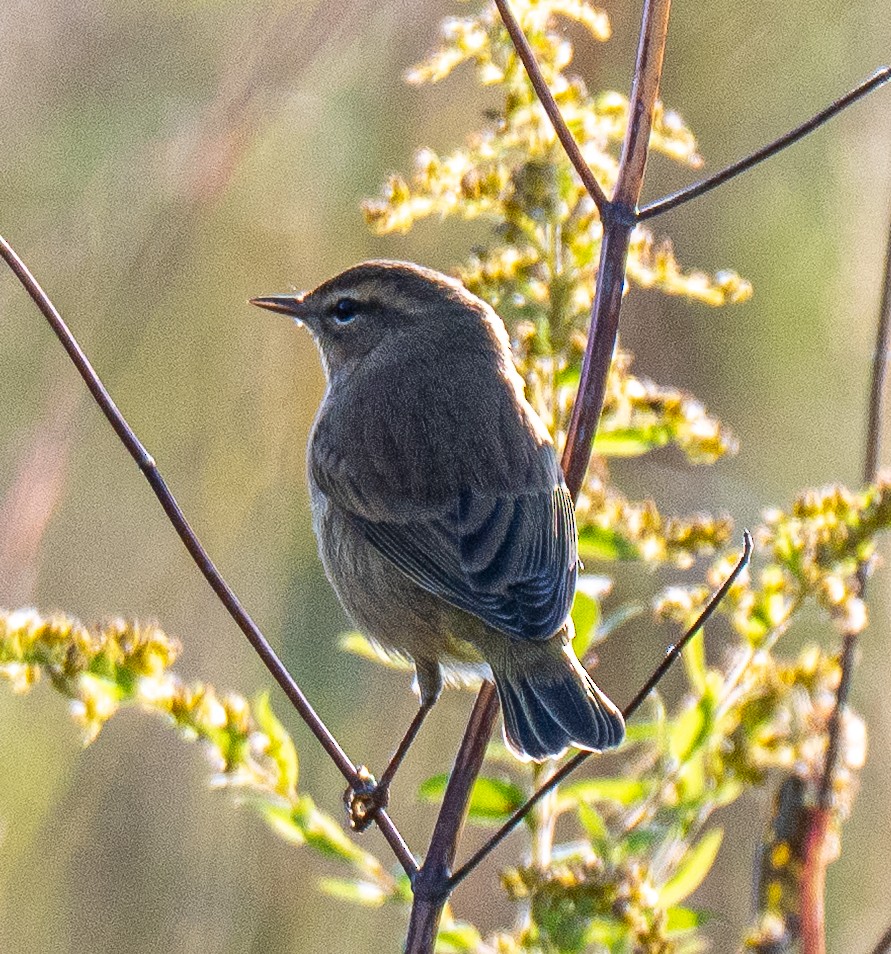 Palm Warbler - ML643594145