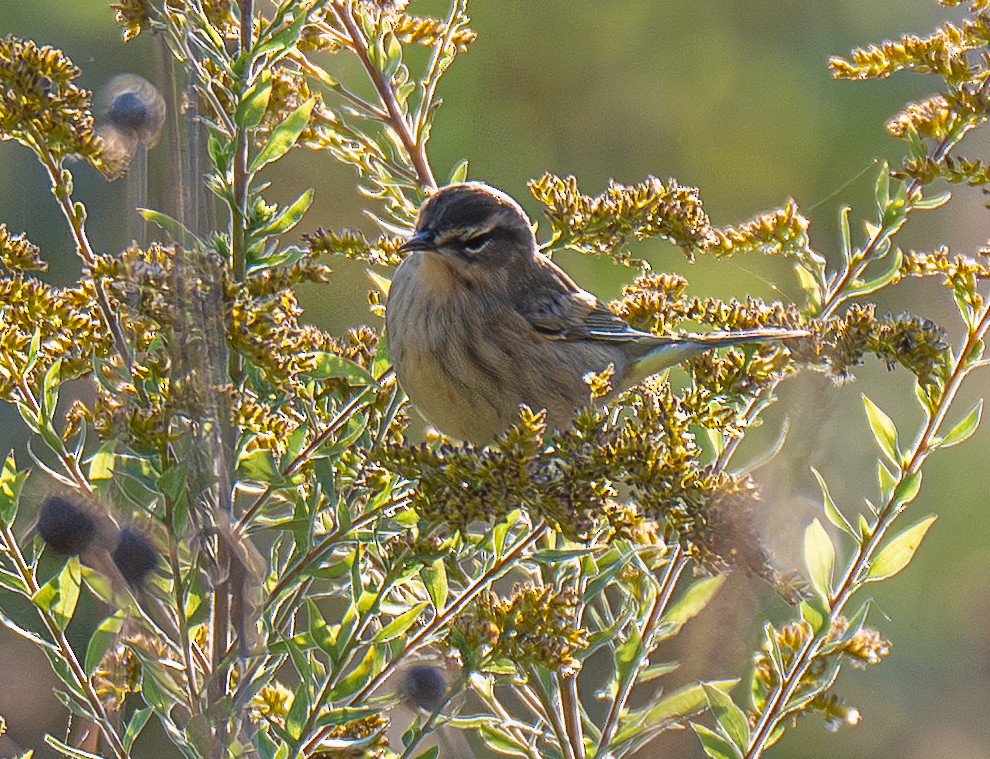 Palm Warbler - ML643594146