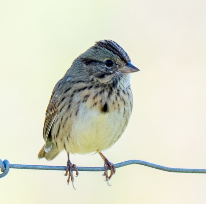 Lincoln's Sparrow - ML643594160