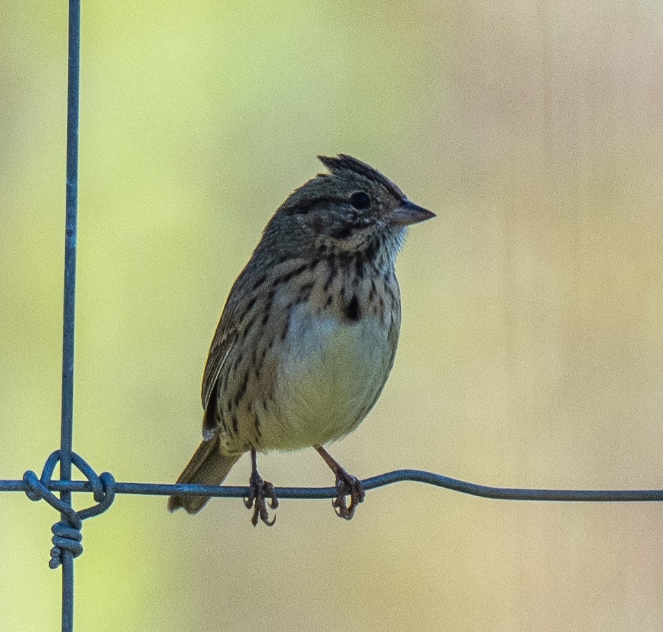 Lincoln's Sparrow - ML643594161