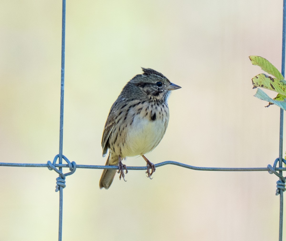 Lincoln's Sparrow - ML643594162