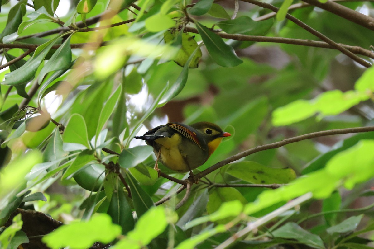 Red-billed Leiothrix - ML643594176