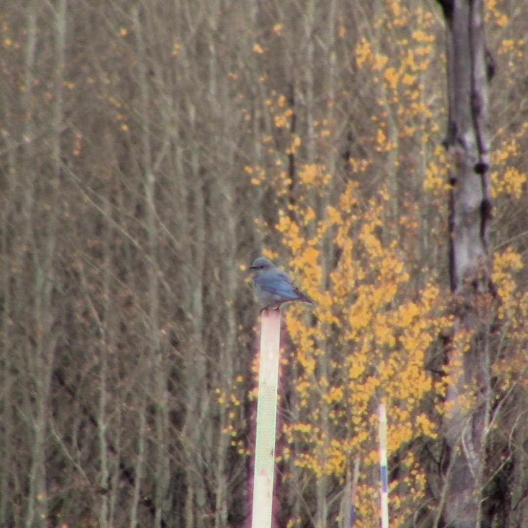 Mountain Bluebird - ML643594185