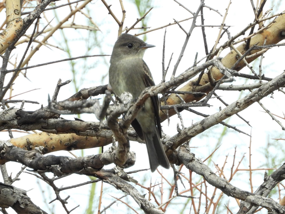 Western Wood-Pewee - ML643594191