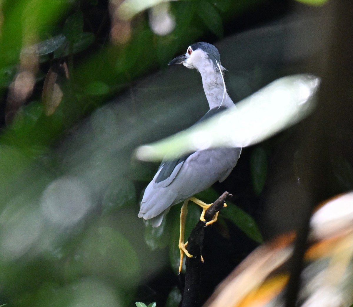 Black-crowned Night Heron - ML643594192
