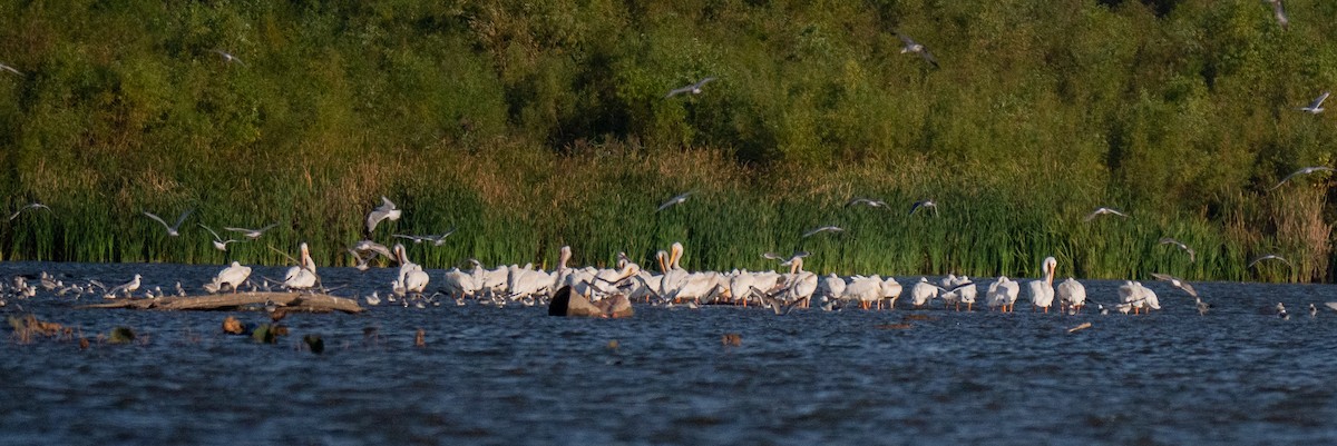 American White Pelican - ML643594193