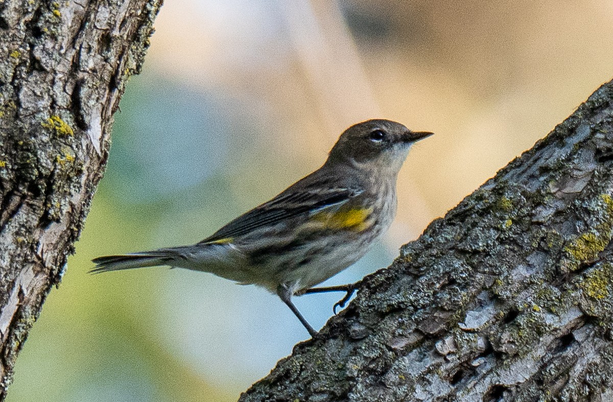 Yellow-rumped Warbler - ML643594200