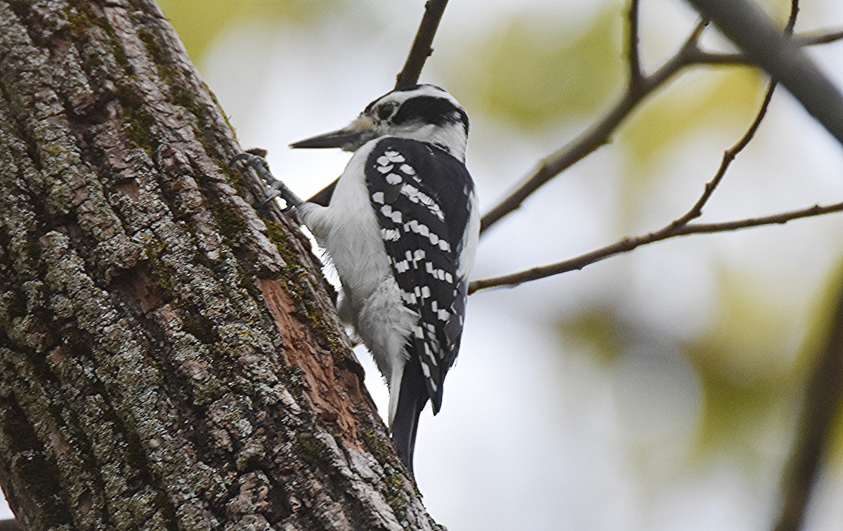 Hairy Woodpecker - ML643594205