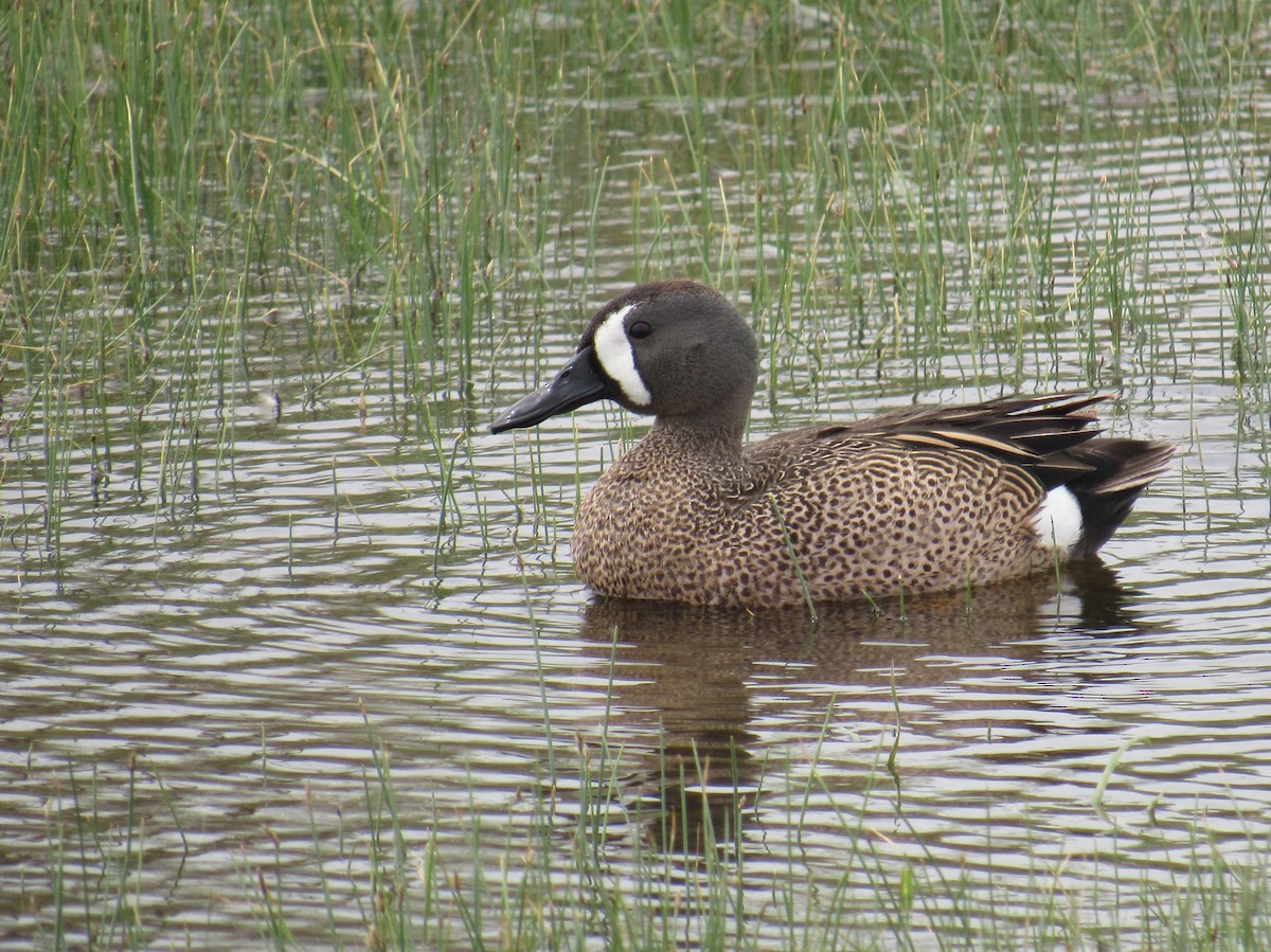 Blue-winged Teal - ML643594219