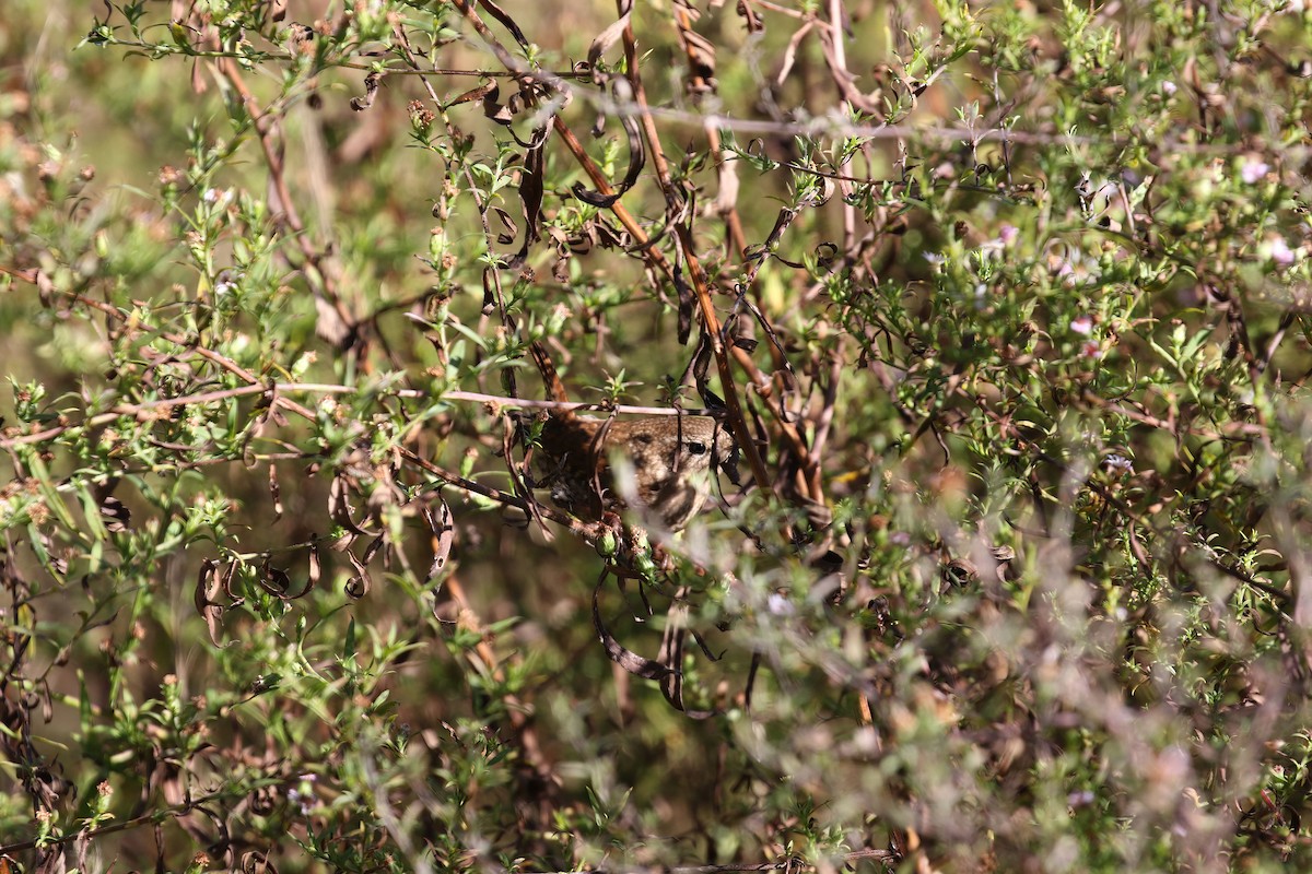 Troglodyte des forêts - ML643594227
