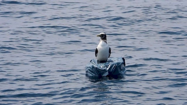 Masked Booby - ML643594230
