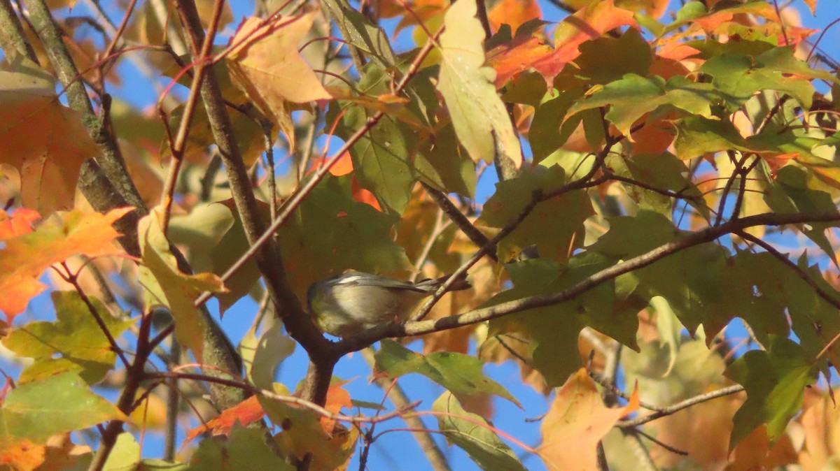 Northern Parula - ML643594242