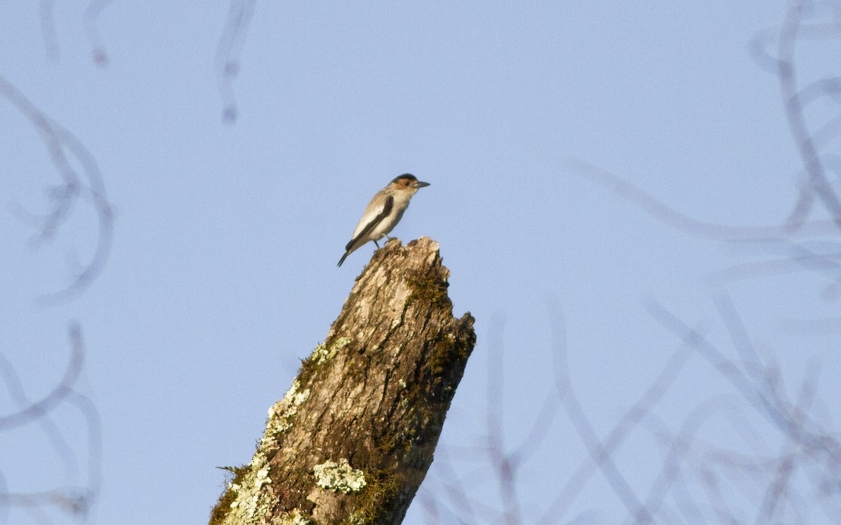 Black-crowned Tityra - ML643594255