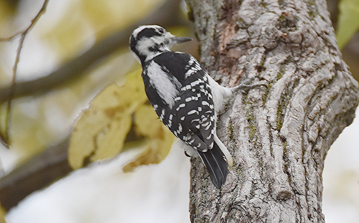 Hairy Woodpecker - ML643594257