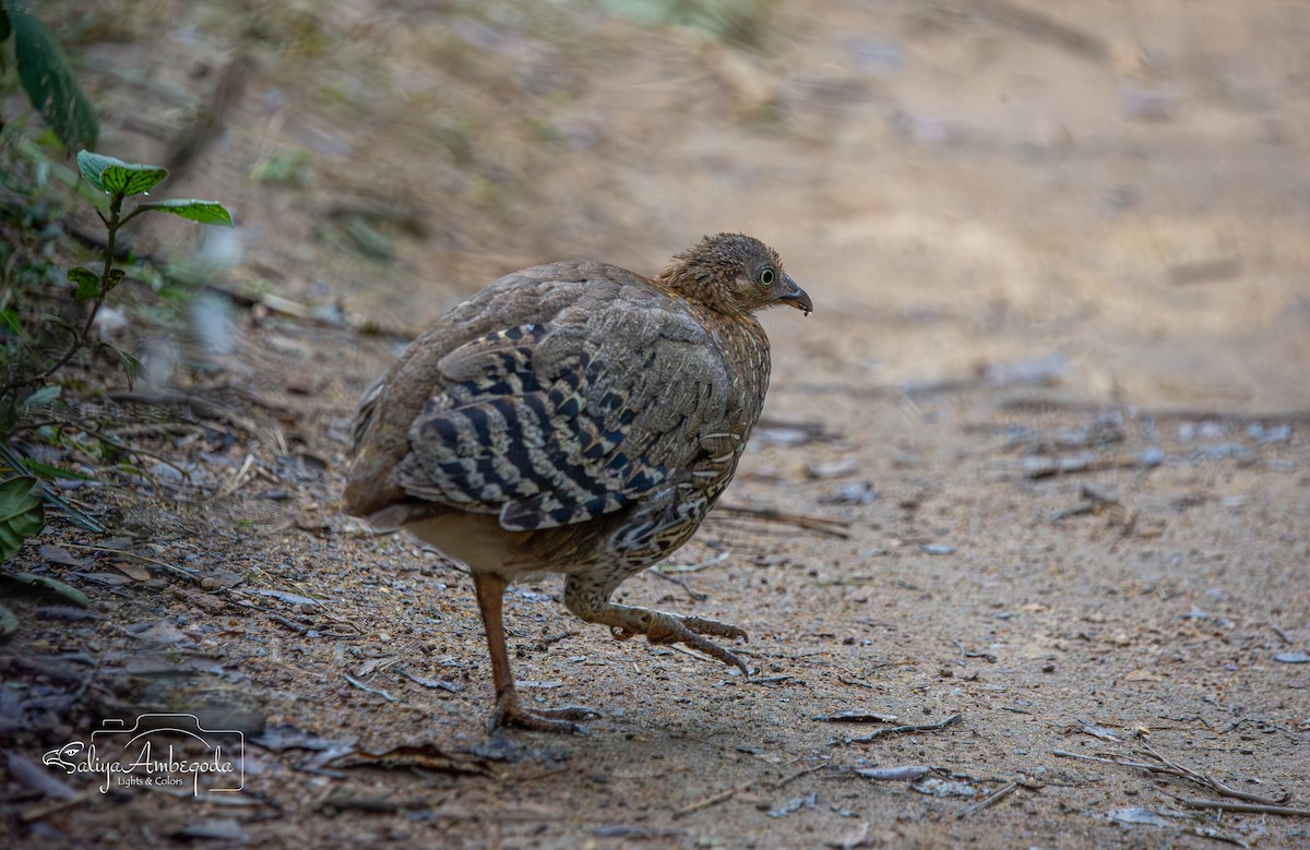 Sri Lanka Junglefowl - ML643594262