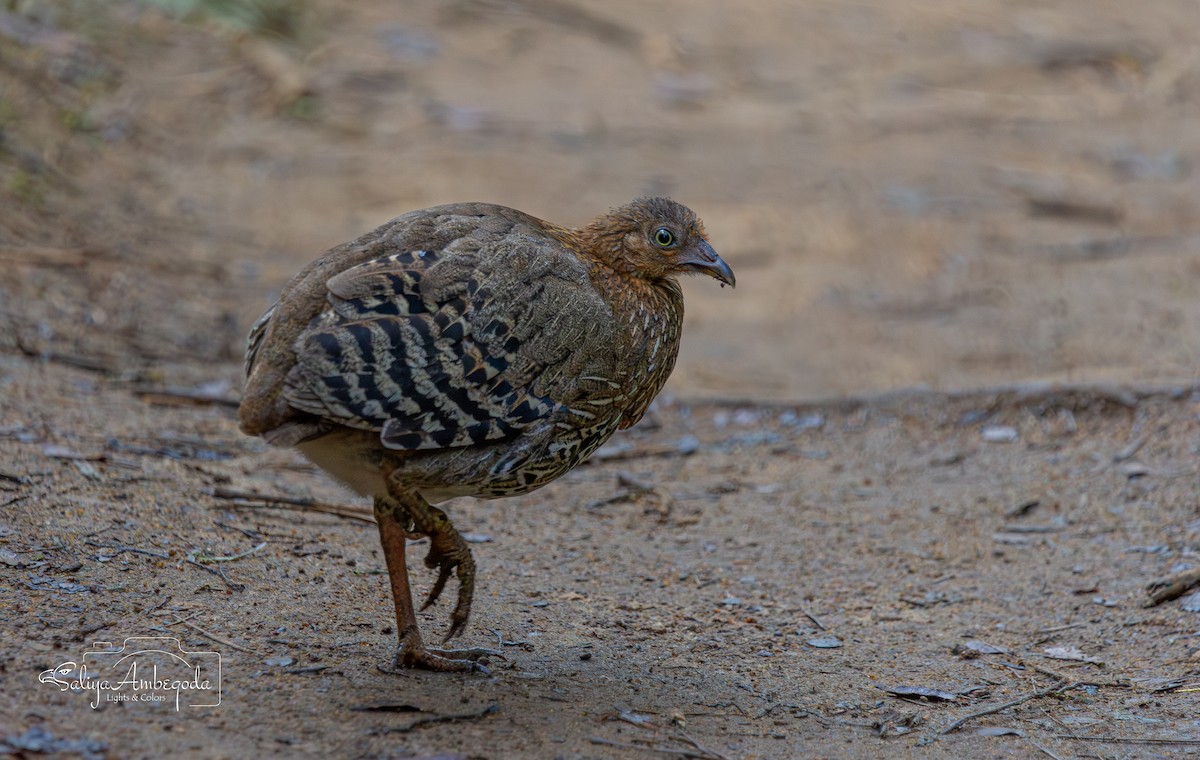 Sri Lanka Junglefowl - ML643594263