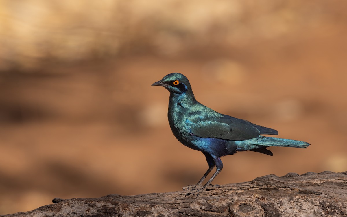 Greater Blue-eared Starling - ML643594267