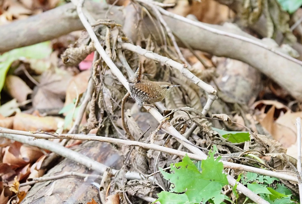 Troglodyte des forêts - ML643594288