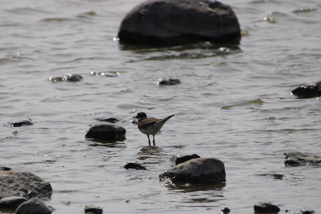Killdeer - ML643594336
