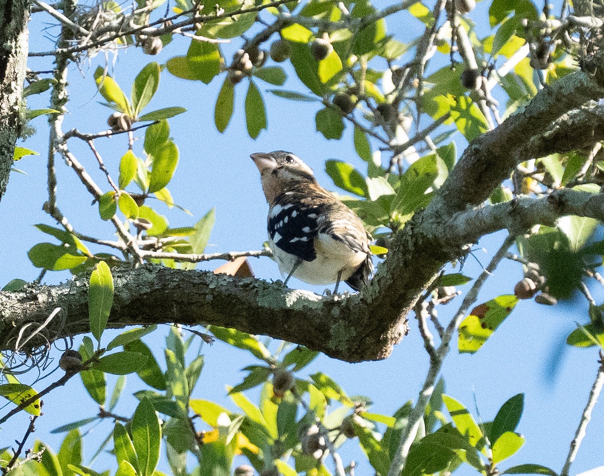 rosenbrysttykknebb - ML643594343
