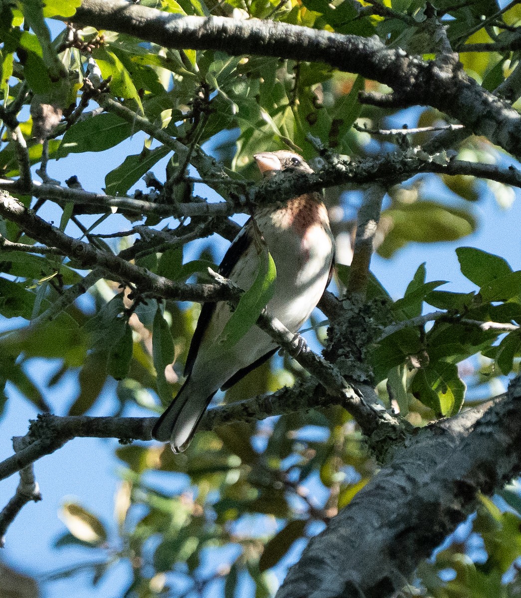 rosenbrysttykknebb - ML643594354