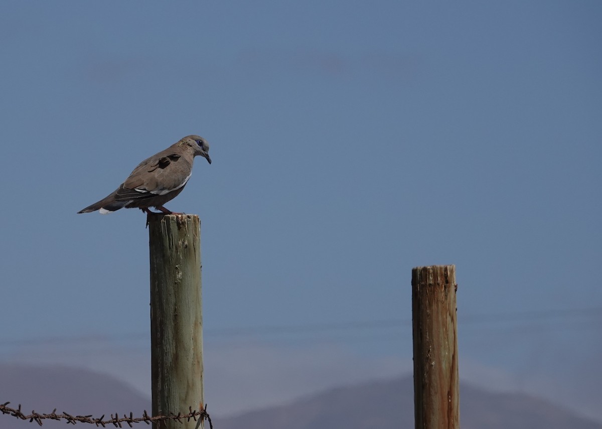 West Peruvian Dove - ML643594363