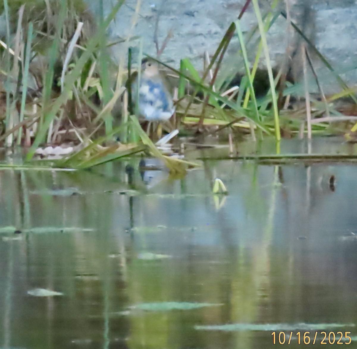 Purple Gallinule - ML643594366